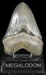 Serrated, Fossil Megalodon Tooth - Georgia #47214-1
